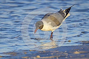 Laughing Gull Foraging In The Surf