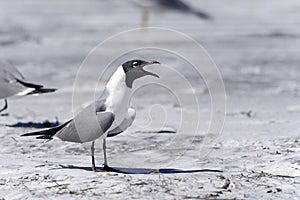 Laughing gull, larus atricilla