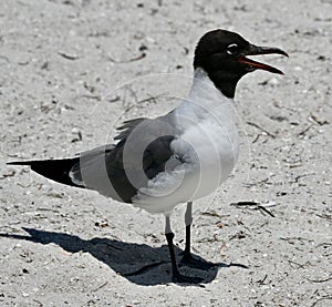 A Laughing Gull Laughing