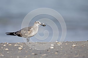 A laughing gull Leucophaeus atricilla eating a fish on the beach with the gulf of Mexico in the background.