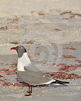 A Laughing Gull Leucophaeus Atricilla is on Indian Rocks Beach, Gulf of Mexico, Florida