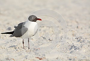 A Laughing Gull Leucophaeus Atricilla is on Indian Rocks Beach, Gulf of Mexico, Florida