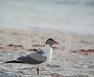 A Laughing Gull Leucophaeus Atricilla on Indian Rocks Beach, Gulf of Mexico, Florida