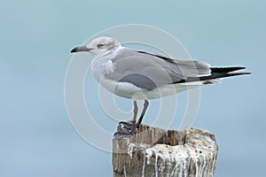 Laughing Gull, Leucophaeus atricilla, sitting on the stick, with clear blue background, Belize