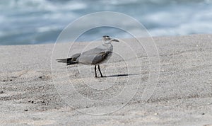 A laughing gull, Leucophaeus atricilla, is standing on a sandy beach. In Mexco