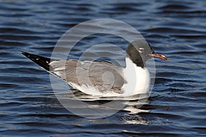 Laughing Gull By The Ocean