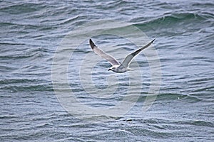 Laughing Gull Off The Starboard Stern