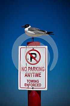 Laughing Gull Perched on No Parking Sign Post