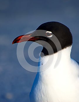 Laughing Gull portrait