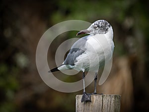 Laughing gull posing