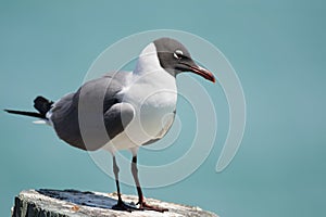 Laughing Gull Posing