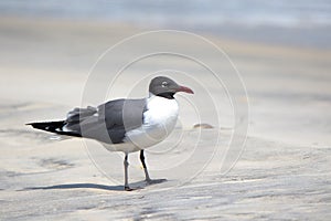 Laughing gull standing on a beach in Florida