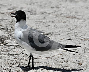 A Laughing Gull photo