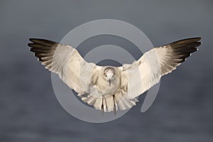 Laughing Gull in winter plumage preparing to land - Florida