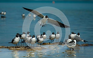 Laughing gulls