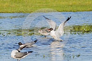 Laughing Gulls in Breeding Plumage Threat Display