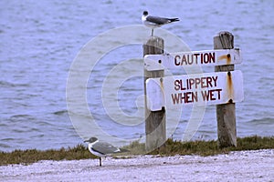 Laughing Gulls and Caution Sign