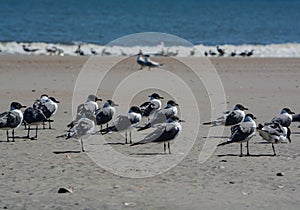 Laughing Gulls Leucophaeus Atricilla on Fernandina Beach, Fort Clinch State Park, Nassau County, Florida USA