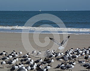 Laughing Gulls Leucophaeus Atricilla on Fernandina Beach, Fort Clinch State Park, Nassau County, Florida USA