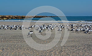 Laughing Gulls Leucophaeus Atricilla on Fernandina Beach, Fort Clinch State Park, Nassau County, Florida USA