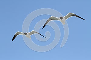 Laughing Gulls By The Ocean