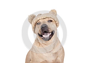 Laughing happy American Staffordshire terrier dog with knitted hat smiles at camera