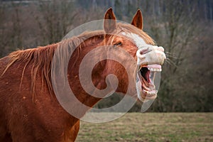 Laughing horse