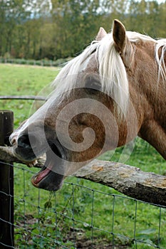 Sorridente un cavallo 