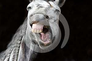 Laughing Horse Funny Happy White Smiling Teeth