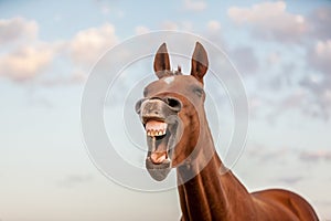 Laughing horse photo