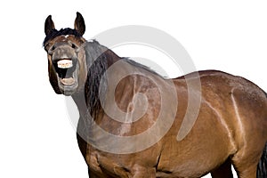 Laughing horse with mouth open showing teeth