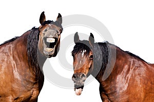 Laughing horses