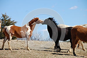 Laughing horses