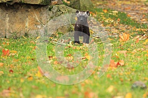 Laughing hyena juvenile