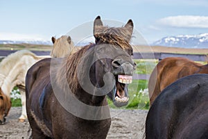 Laughing icelandic horse