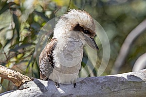 Laughing Kookabura