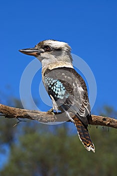 Laughing Kookaburra