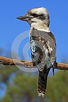 Laughing Kookaburra