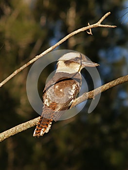 Laughing kookaburra