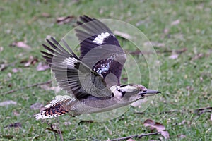 Laughing Kookaburra