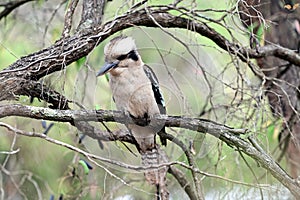 Laughing kookaburra Bird sitting on a tree branch in  Western Australia