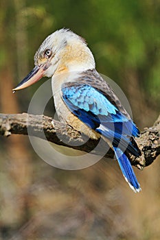 Laughing Kookaburra Blue-winged