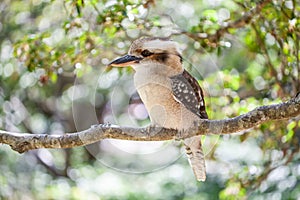 Laughing Kookaburra on blurred greenery background.