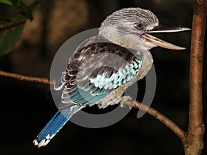 Laughing kookaburra on branch