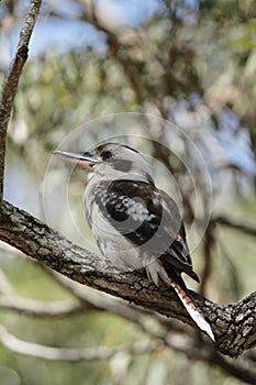 Laughing Kookaburra (Dacelo novaeguineae)