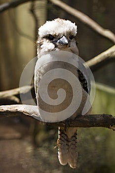 Laughing kookaburra (Dacelo novaeguineae)