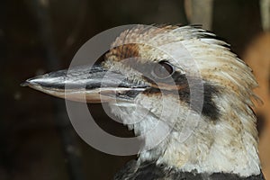 Laughing kookaburra (Dacelo novaeguineae).