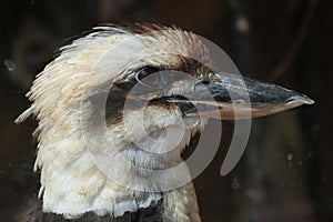 Laughing kookaburra (Dacelo novaeguineae).