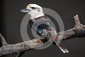 Laughing kookaburra Dacelo novaeguineae.