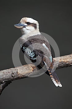 Laughing kookaburra & x28;Dacelo novaeguineae& x29;.